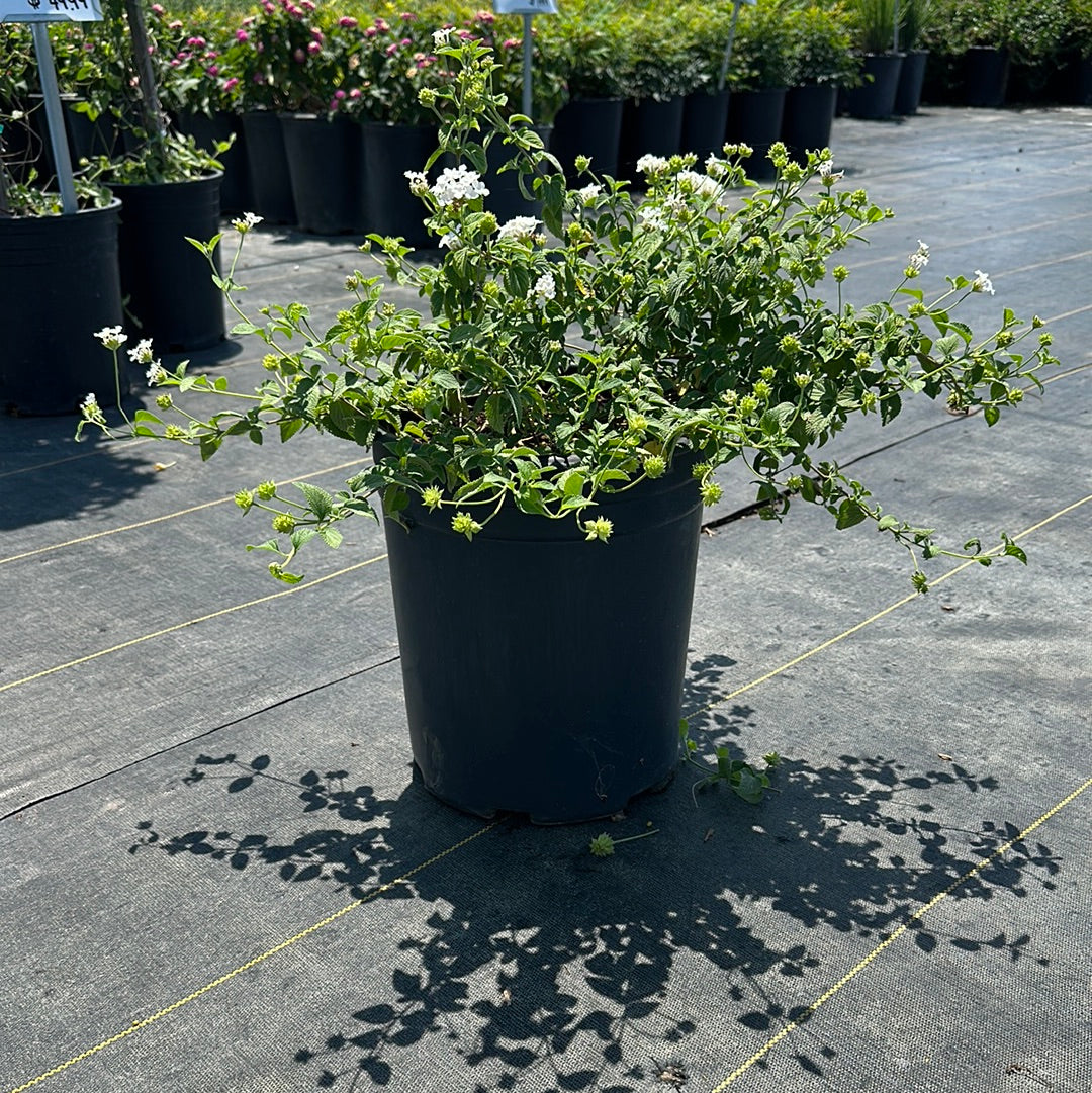 Lantana (White)