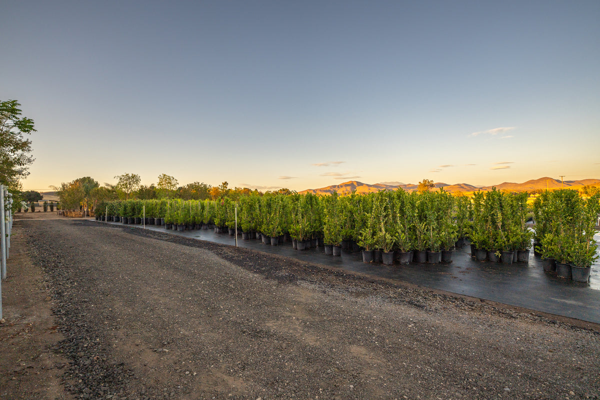 Trees that thrive in the Southern California Climate – French Valley ...