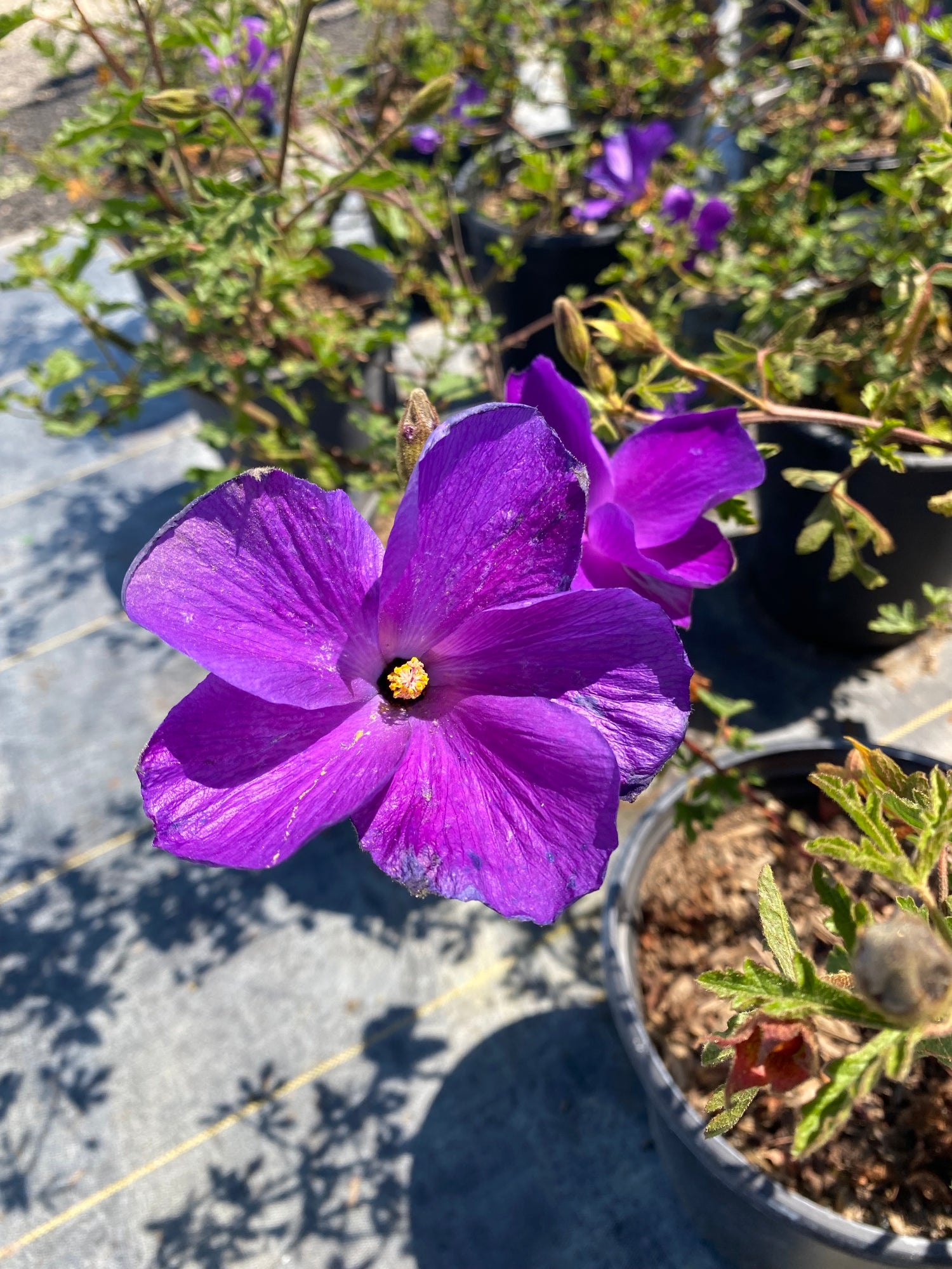 Plant Materials French Valley Nursery